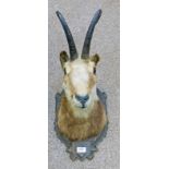 LATE 20TH CENTURY TAXIDERMY ALPINE CHAMOIS, SHOULDER MOUNT ON CARVED OAK SHIELD, 33CM,