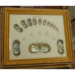 GILT FRAMED CULTURED PEARLS DISPLAY CONSISTING OF PEARLS AND OYSTER SHELLS