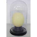 19TH CENTURY GLASS DOME ON STAND WITH OSTRICH EGG 32 CM TALL