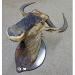 BLUE WILDEBEAST ON MAHOGANY SHIELD WITH BRASS LABEL, CA 1998 SHOULDER MOUNT 74CM FROM WALL.