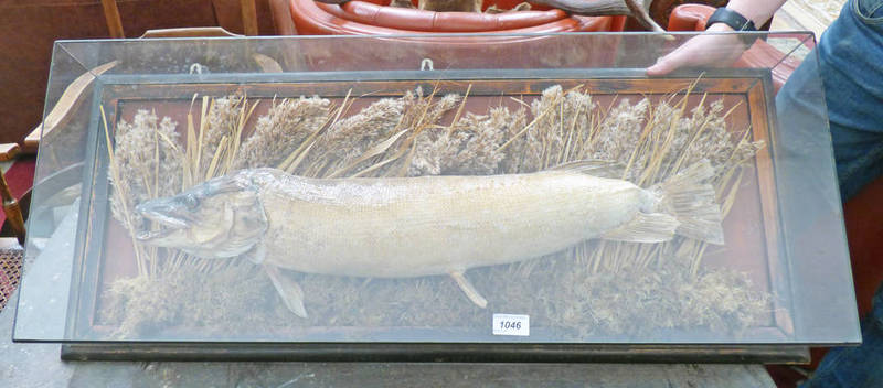 CASED TAXIDERMY STUDY OF A PIKE IN FOLIAGE 92 X 36 X 13 CM