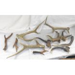 SELECTION OF ANTLERS AND ANTLER SECTIONS