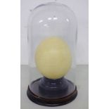 19TH CENTURY GLASS DOME ON STAND WITH OSTRICH EGG 32 CM TALL