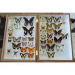 CASED ENTOMOLOGY DISPLAY CONSISTING OF 46 EXAMPLES TO INCLUDE PAPILIO ISWAROIDES CURISI,