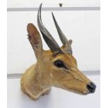 TAXIDERMY CAPE BUSH BACK SHOULDER MOUNT WITH ANTLERS / HORNS 5/8 CM FROM WALL