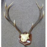 8 POINT ANTLERS ON SKULL ON SHIELD