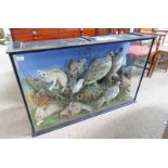 CASED TAXIDERMY DISPLAY CONSISTING OF 10 SPECIMENS TO INCLUDE GREY SQUIRREL, RABBIT, BIRDS,