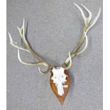 12 POINT STAG ANTLERS ON SKULL ON WOODEN SHIELD