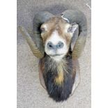 LATE 20TH CENTURY TAXIDERMY EUROPEAN MOUFLON SHOULDER MOUNT LOOKING STRAIGHT AHEAD MOUNTED ON OAK