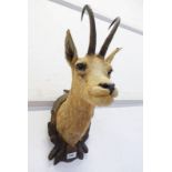 TAXIDERMY ALPINE CHAMOIS, HEAD MOUNT LOOKING STRAIGHT AHEAD,