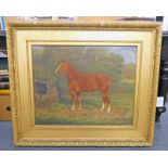 D G STEELL, CHESTNUT BROWN HUNTER HORSE, SIGNED AND DATED 1904, GILT FRAMED OIL PAINTING,