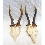 PAIR OF ROE BUCK ANTLERS ON SKULLS - 2 -