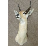 LATE 20TH CENTURY TAXIDERMY NORTHERN COMMON REEDBUCK,