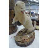 LATE 19TH CENTURY TAXIDERMY ALBINO FERRET ON SHRUBBERY 37 CM TALL