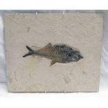 FOSSIL OF A FISH - DIPLOMYSTUS DENTATUS, 50 MILLION YEARS OLD 30.