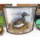 CASED TAXIDERMY STUDY OF A TUFTED DUCK STANDING ON GRIT COVERED GROUND & SIMULATED POOL OF WATER,