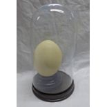 LATE 19TH CENTURY EARLY 20TH CENTURY CASED OSTRICH EGG IN A GLASS DOME