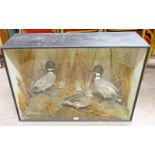 VICTORIAN CASED TAXIDERMY STUDY OF A FALCATED TEAL BY H N POSHLEY, ANIMAL AND BIRD PRESERVER,