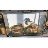 CASED TAXIDERMY STUDY OF A PAIR OF NORTHERN SHOVELER DUCKS,