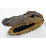 LATE 19TH CENTURY TAXIDERMY ALLIGATOR HEAD, MOUTH IN OPEN POSITION SHOWING TEETH,