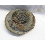 AMMONITE FOSSIL WITH MATRIX, 11 CM ACROSS Condition Report: No obvious damage.