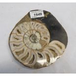 A FOSSILIZED GEM STONE AMMONITE CROSS SECTION 15 CM ACROSS Condition Report: No