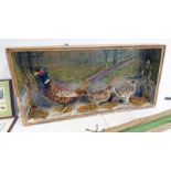 CASED TAXIDERMY DISPLAY OF GAME BIRDS TO INCLUDE A WHITE RING NECK PHEASANT AND A GREY PARTRIDGE