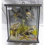 VICTORIAN CASED TAXIDERMY STUDY DISPLAY OF 4 BRITISH BIRDS, A GOLDFINCH,