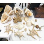 GOOD SELECTION OF VARIOUS SEA SHELLS TO INCLUDE COWRIE SHELLS, CLAM SHELLS,