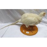 TAXIDERMY STUDY OF A WHITE HEN ON WOODEN PLINTH,