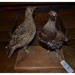 Taxidermy:Spruce Grouse (Falcipennis canadensis), modern, a pair of full mounts hen and cock bird,