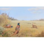 John Cyril Harrison (1898-1985) Pheasants in a field of wheat Signed, watercolour, 33cm by 47cm