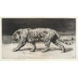 After Herbert Dicksee (1862-1942) Prowling tiger Signed in pencil, black and white engraving