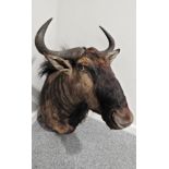 Taxidermy: Blue Wildebeest (Connochaetes taurinus), modern, large adult shoulder mount looking