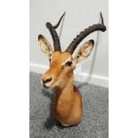 Taxidermy: Common Impala (Aepyceros melampus), modern, Rowland Ward record class, shoulder mount