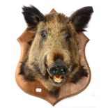 A Full Mount Taxidermy Wild Boar Head, on a shield, shield 64cm high