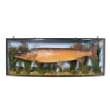 Taxidermy: A Large Cased Pike (Esox lucius), by J.Cooper & Sons, 28 Radnor Street, St Lukes, London,