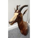 Taxidermy: Blesbok (Damaliscus phillipsi), modern, shoulder mount with head turning to the right,