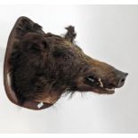 Taxidermy: European Wild Boar (Sus scrofa), circa late 20th century, head mount on shield, with