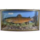 Taxidermy Fish: A High Quality Cased Brown Trout (Salmo trutta), circa 2004, by R. Stockdale, Newton