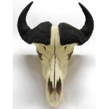 Antlers/Horns: African Hunting Trophy, Juvenile Cape Buffalo (Syncerus caffer), circa late 20th