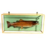 Taxidermy Fish: An Early 20th Century Cased Brown Trout (Salmo trutta), circa 1907-1914, by