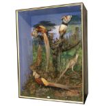 Taxidermy: A Large Late Victorian Diorama of Asian Pheasants, by C Helstrip, 13, St Saviours