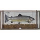 Taxidermy Fish: A Model of a Ferox Trout (Salmo ferox), circa 1994, caught by H. Parker, Boderg,