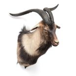 Taxidermy: Australian Feral Goat (Capra aegagrus hircus), circa late 20th century, shoulder mount