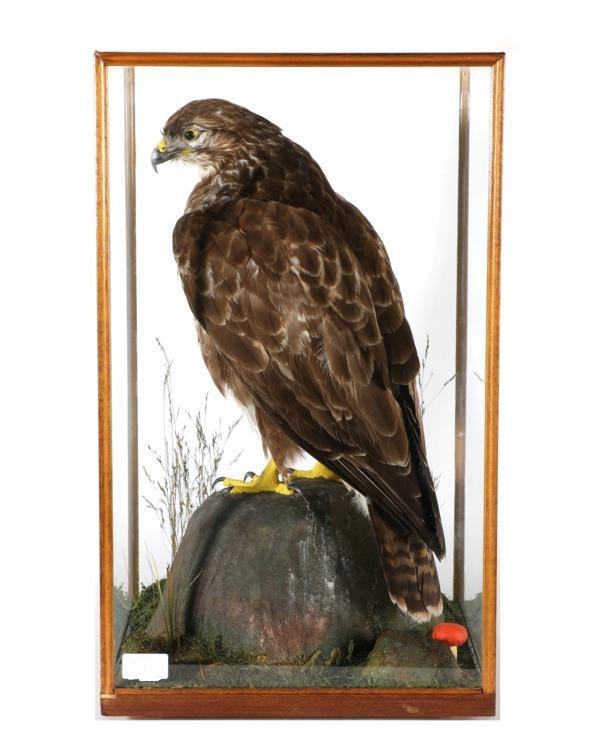 Taxidermy: Common Buzzard (Buteo buteo), circa Sept 1987, by Slaters Taxidermy, Shaw, Lancashire,