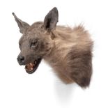 Taxidermy: Brown Hyena (Hyaena brunnea), modern, shoulder mount with head turning to the left, mouth