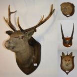 Taxidermy: A Mixed Collection of Hunting Trophies, circa 1900, Otter mask on shield with mouth