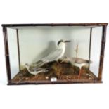 Taxidermy: A Victorian Diorama of British Estuary Birds, by H.N.Pashley, Cley-Next-The-Sea, Norfolk,