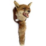 Taxidermy: Red Fox (Vulpes vulpes) circa late 20th century, mask on shield with mouth agape in